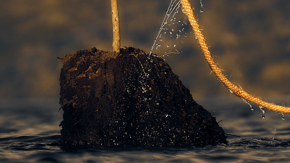 Nothing destructive grows overnight. It grows by permission